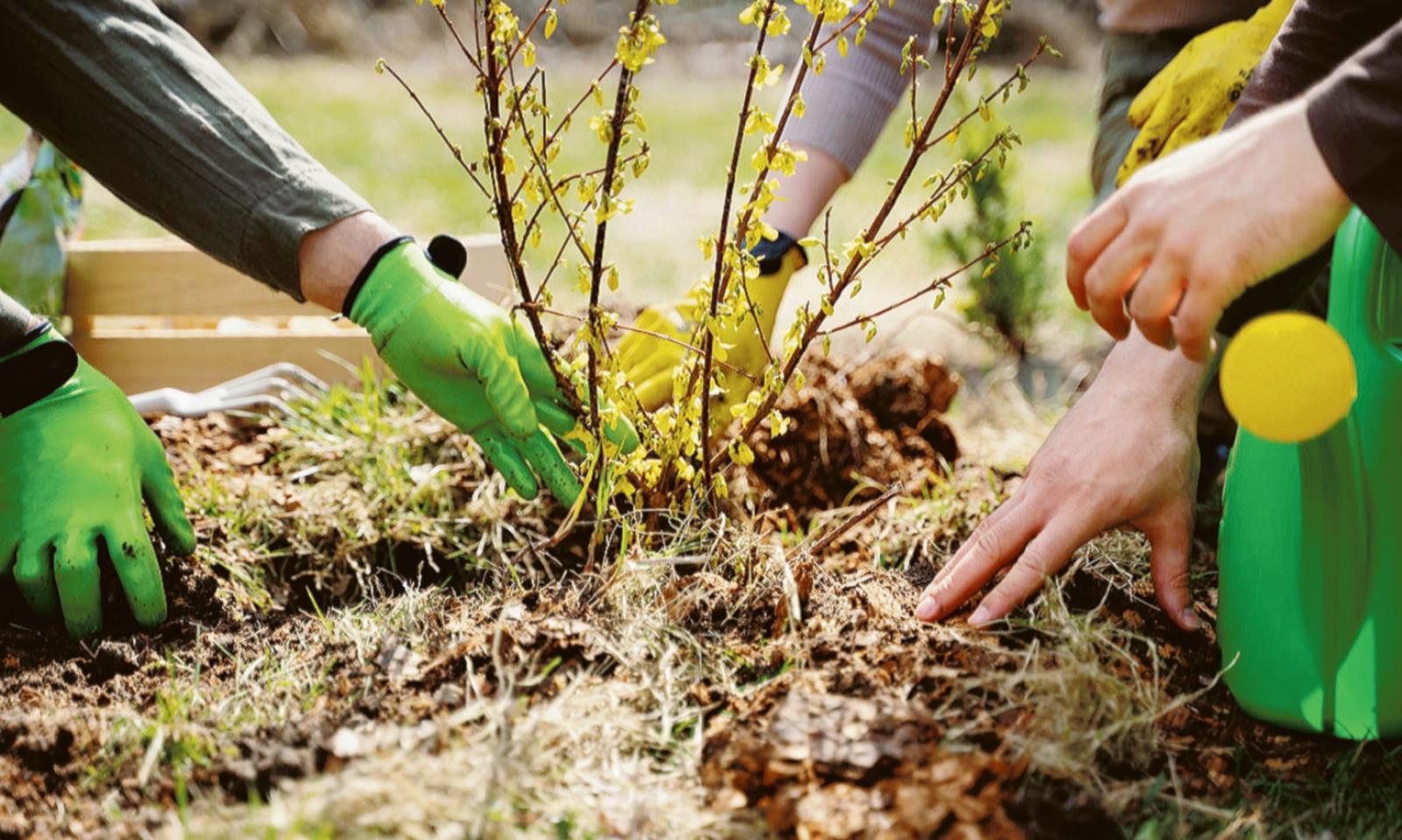 Per le famiglie pronti 300 alberi