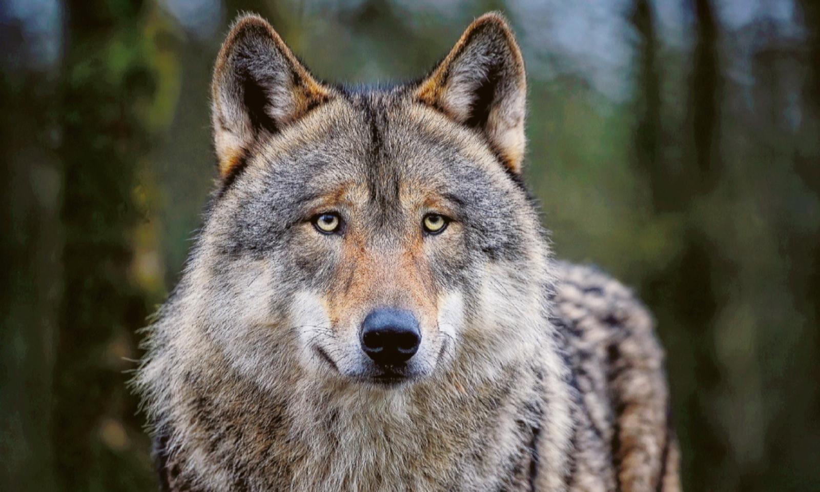 Nuovo faccia a faccia con il lupo