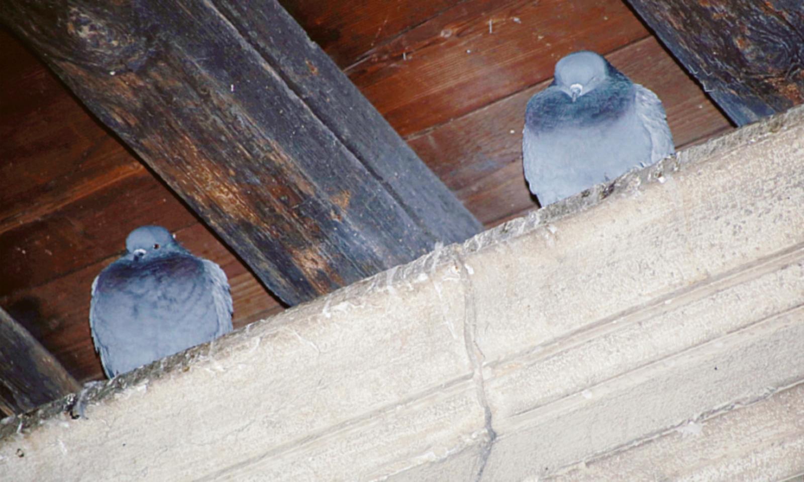 Rotonda imbrattata dai piccioni