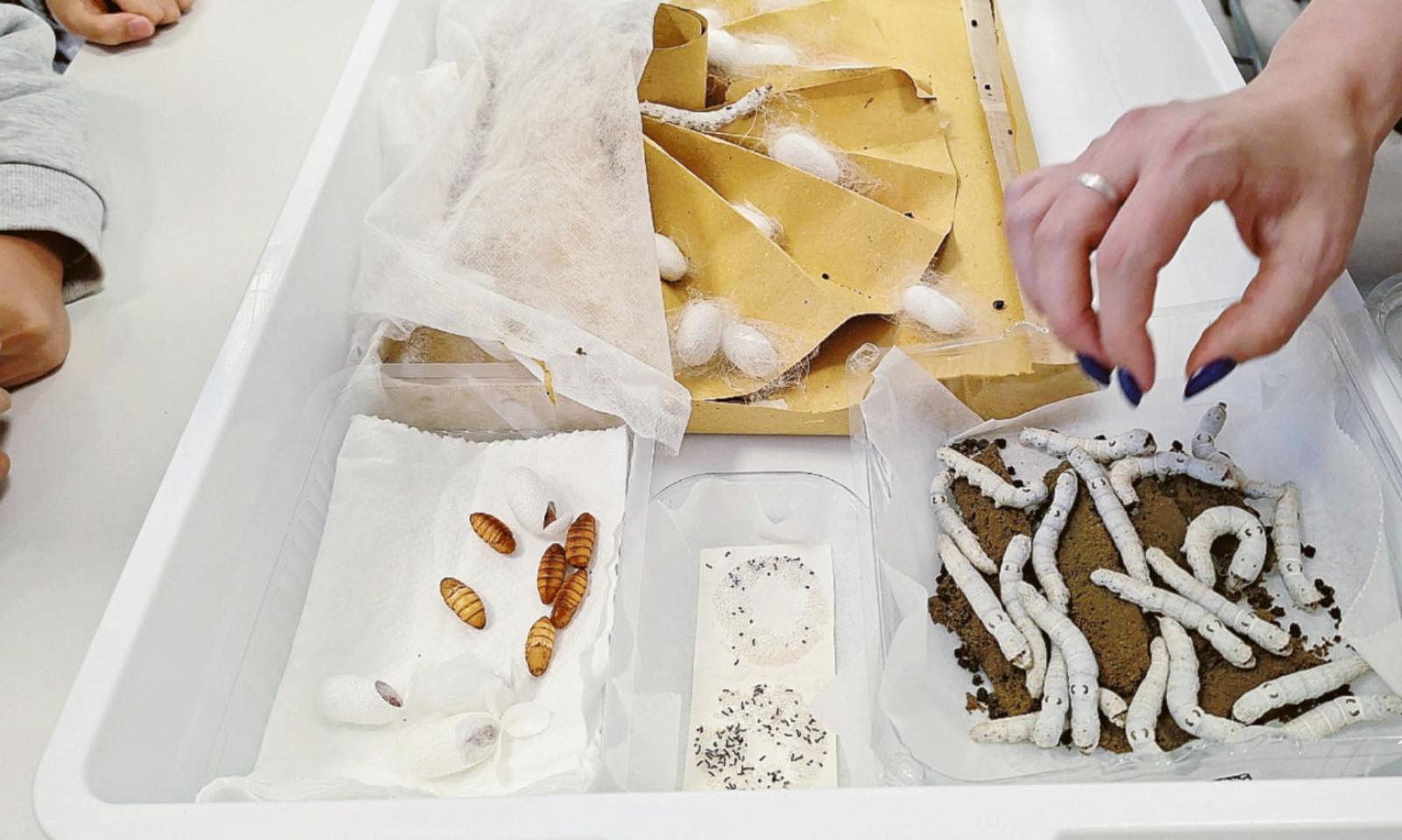 Dal baco al gelso, si celebra l&rsquo;albero