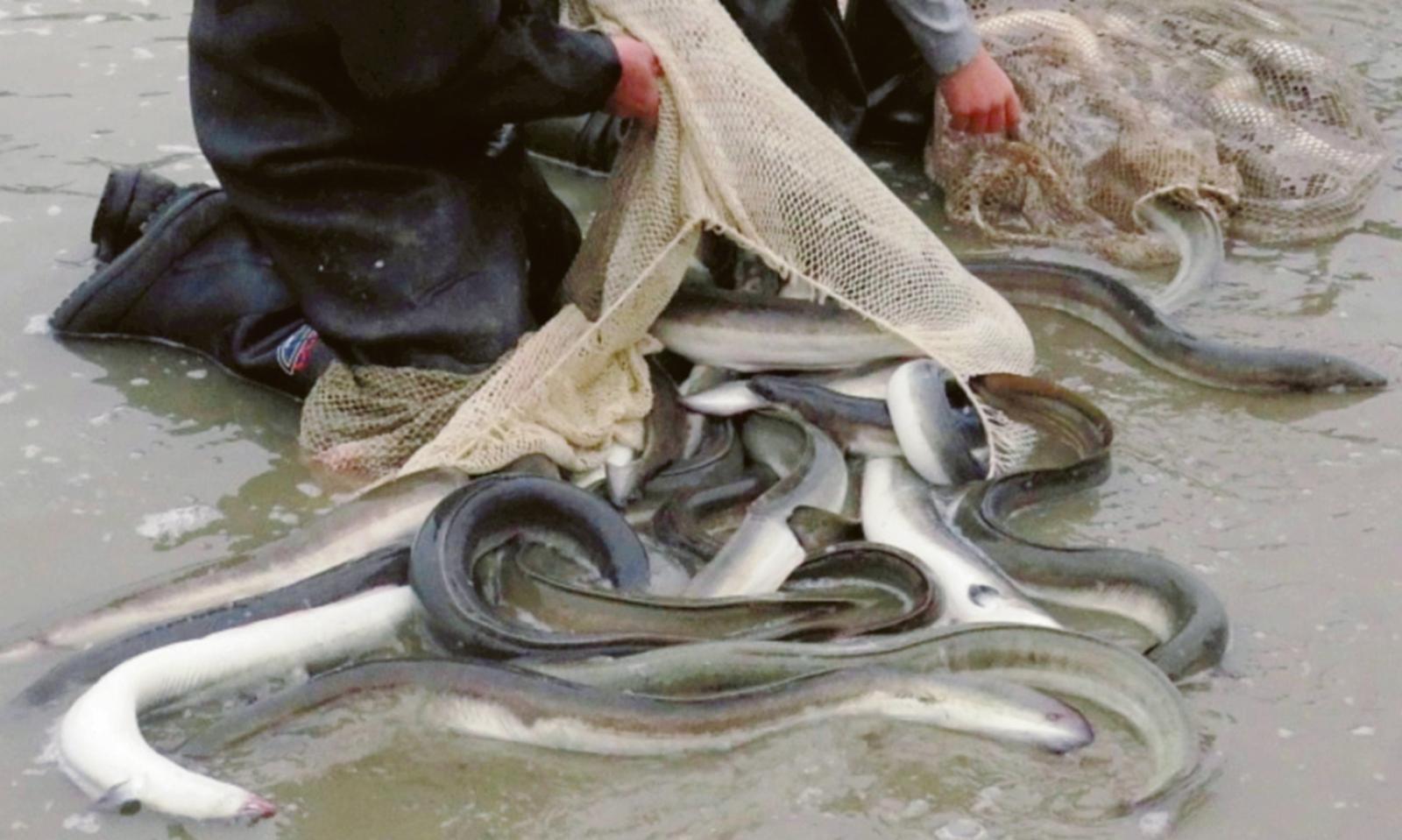 In campo per proteggere l&rsquo;anguilla