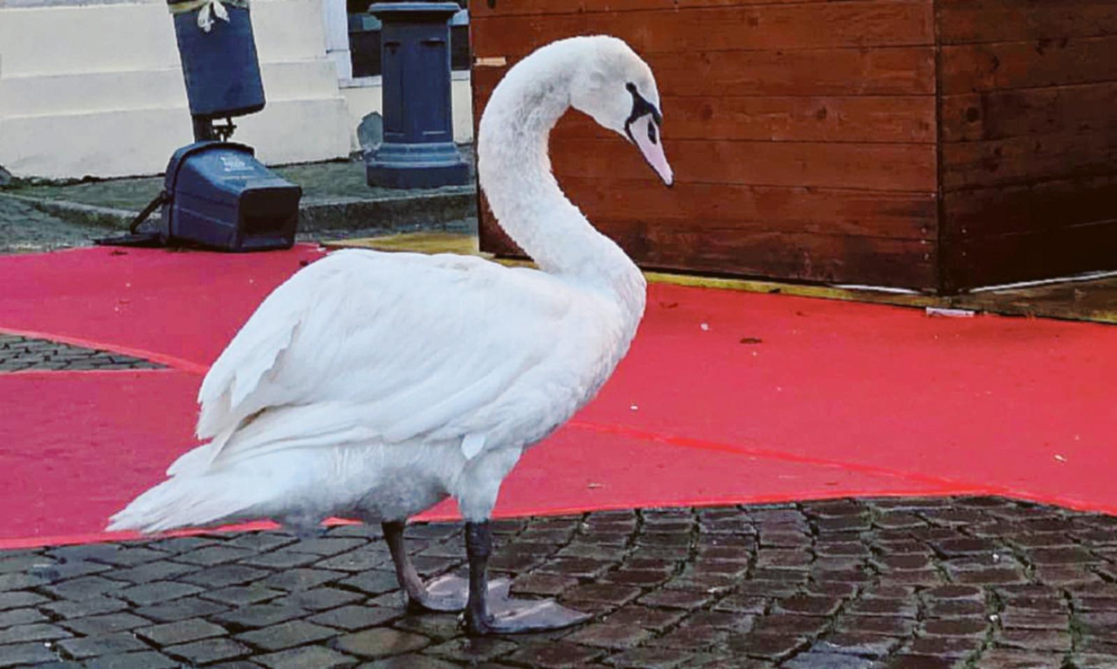 Cigno in difficolt&agrave; messo in salvo