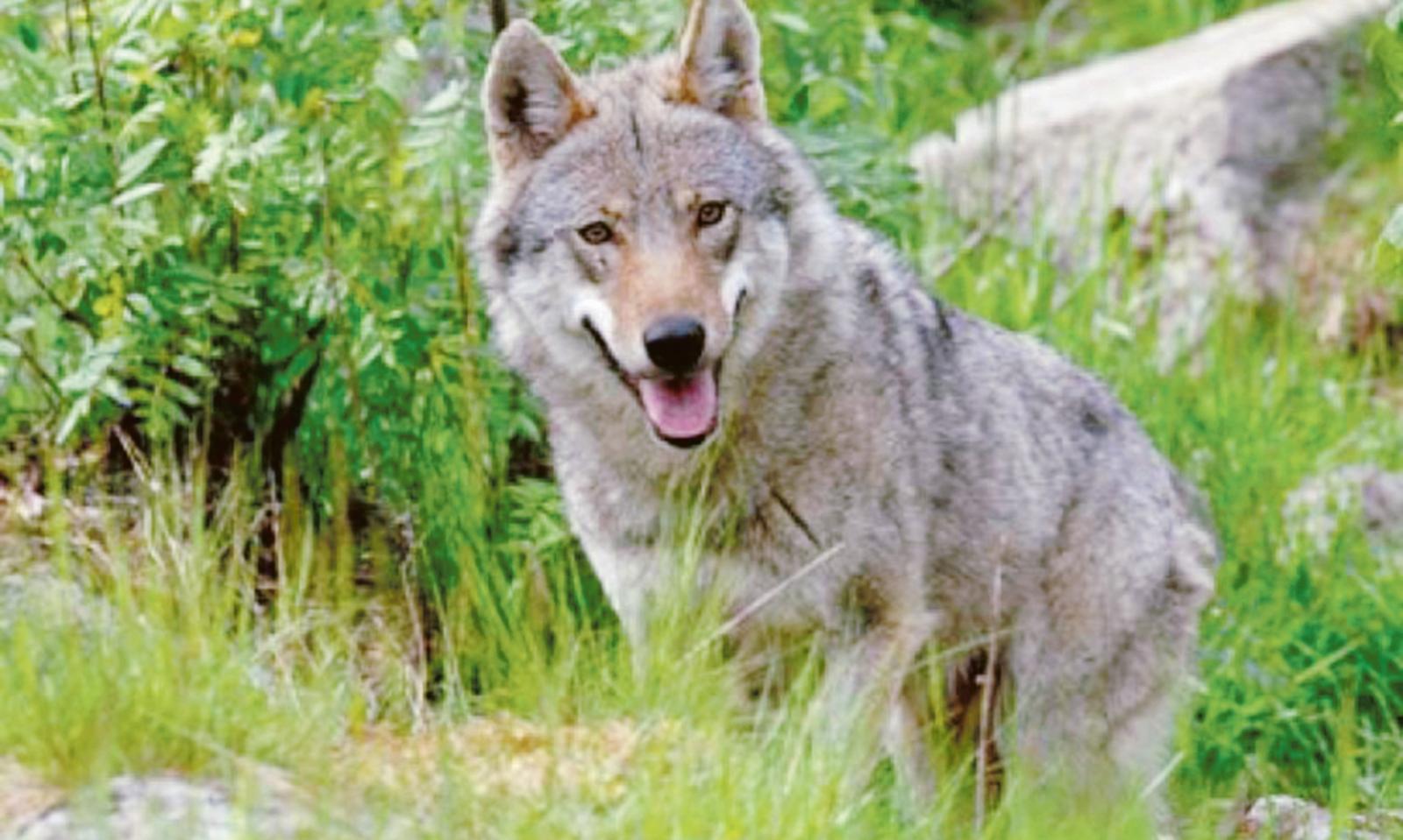 Branco di lupi si aggira in campagna