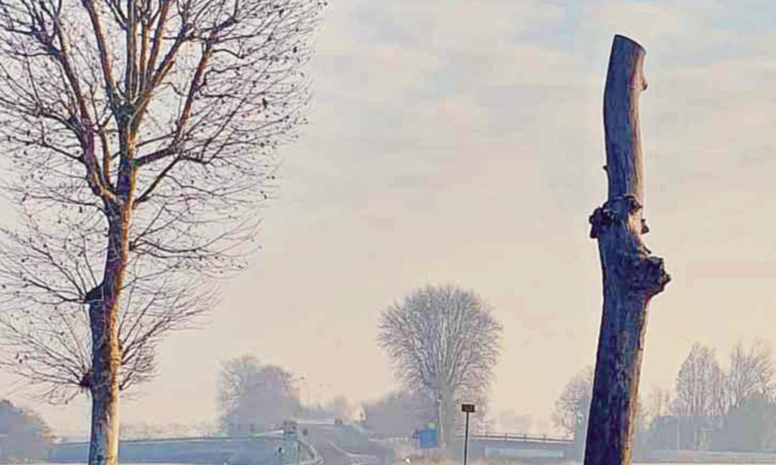 &ldquo;Tagliati alberi sotto vincolo&rdquo;