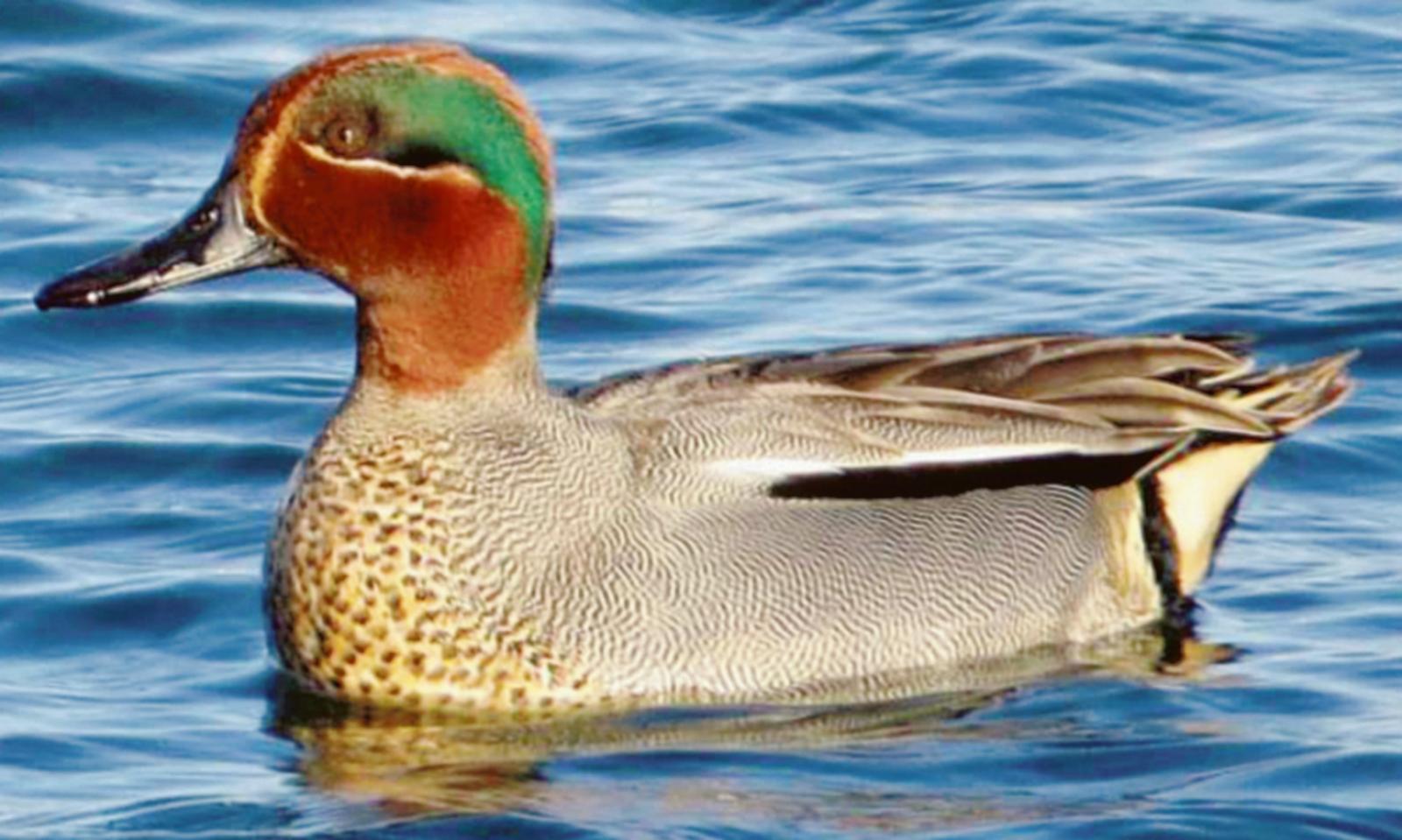 Aviaria, altre alzavole infette 