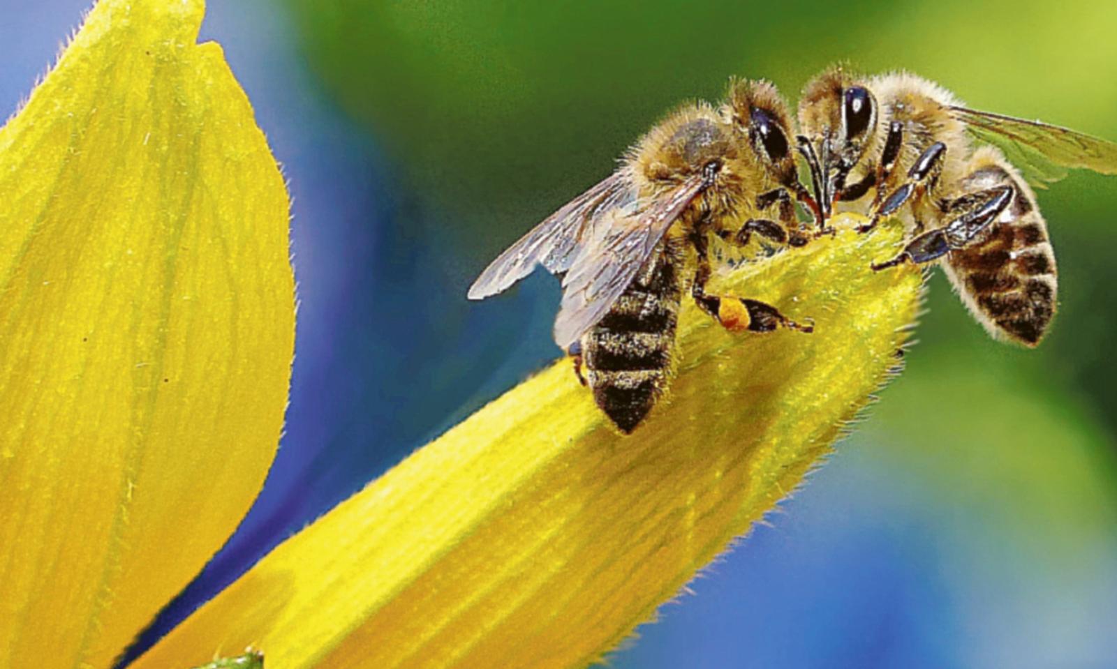 Ecco tutti i segreti delle api