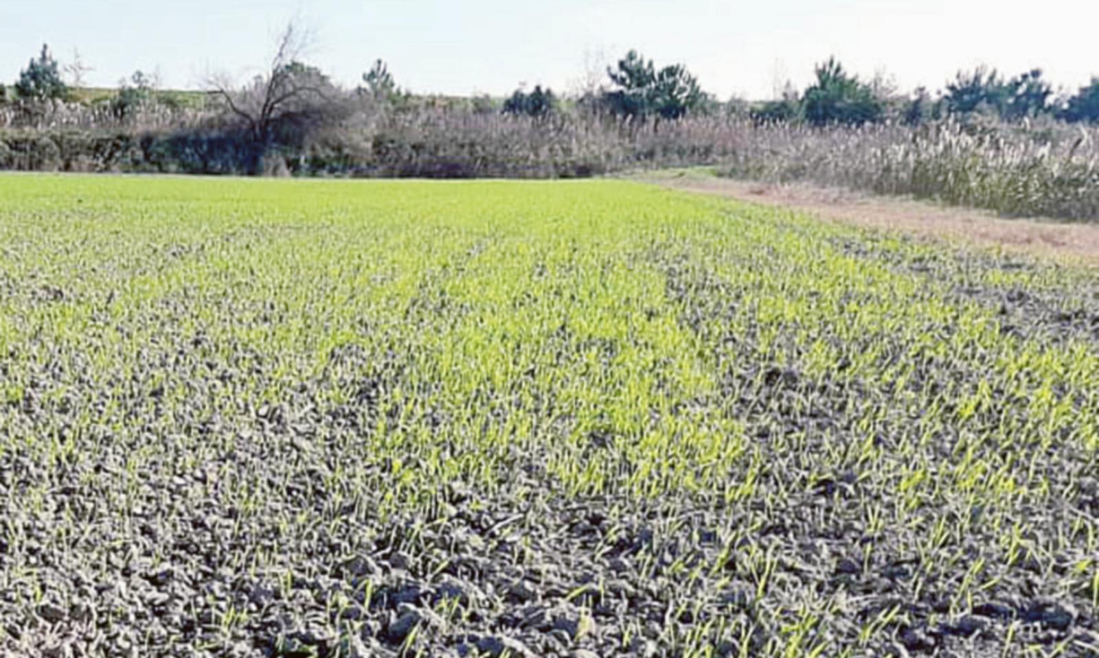 Terreni agricoli, affari in rialzo