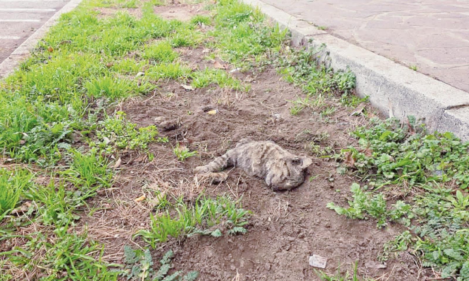 Gatto sepolto davanti alla scuola
