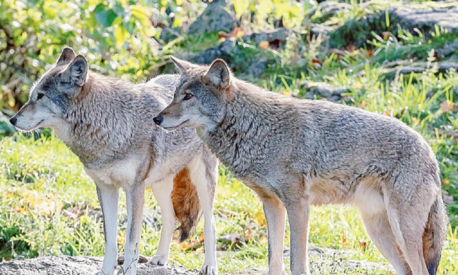 &ldquo;Lupi, serve un incontro pubblico&rdquo;