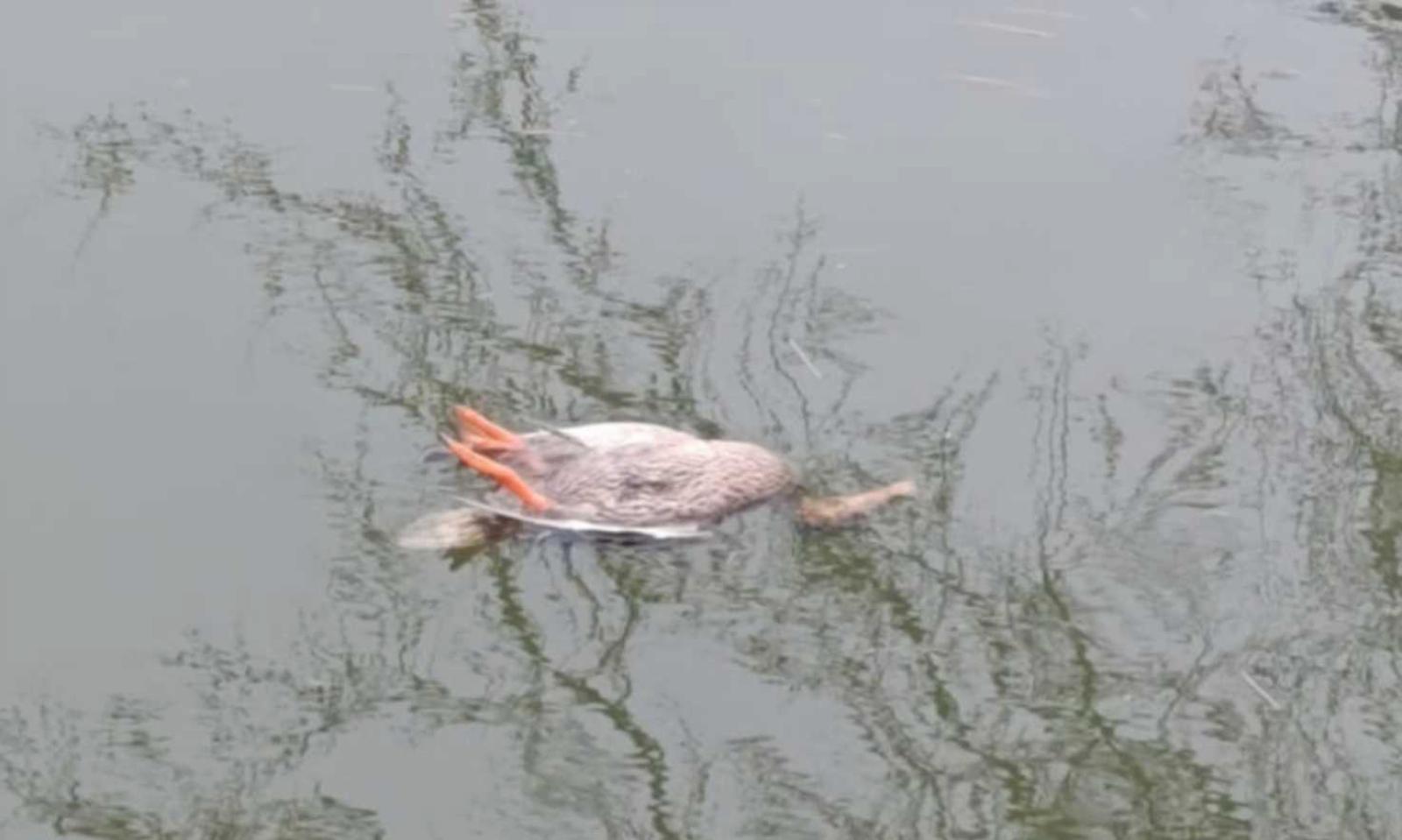 Moria di pesci lungo il Collettore