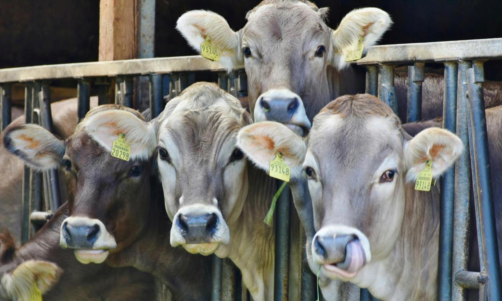 Controlli su allevamenti e soccorsi agli animali