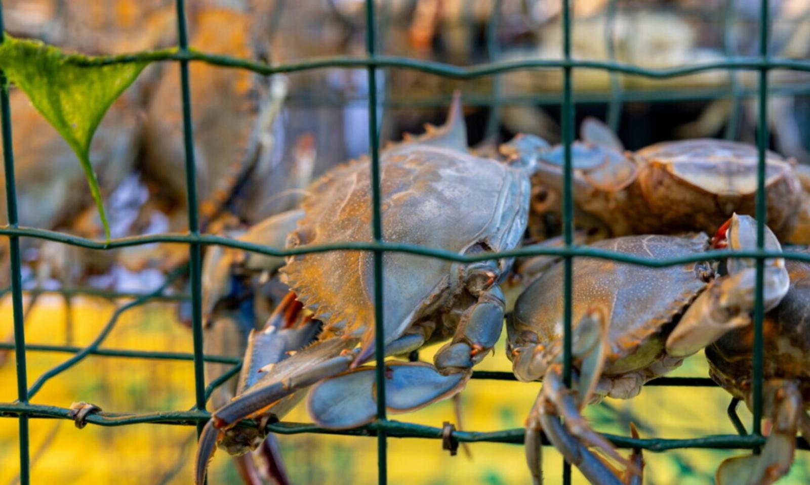 Ecco altri 4 milioni