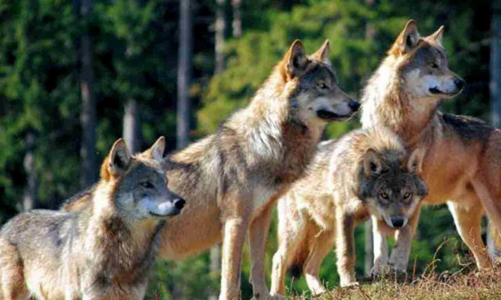 Lupi in Polesine, come conviverci