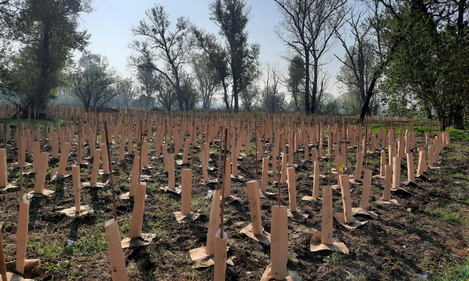 Pi&ugrave; natura nell&rsquo;alveo del Po