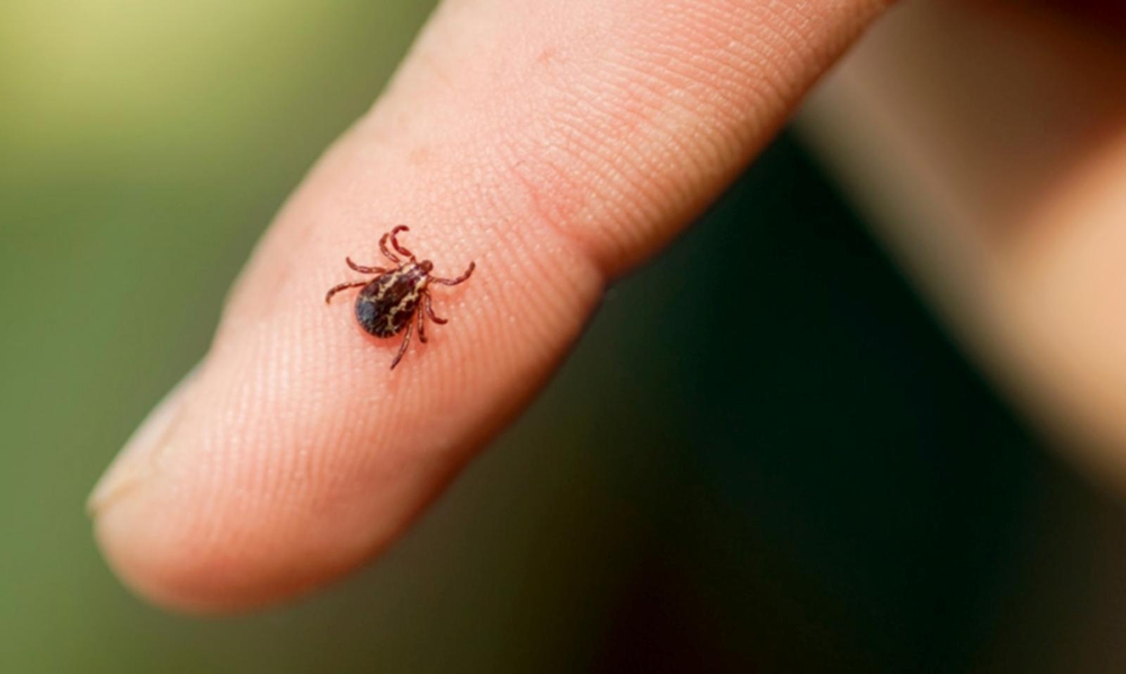 Trattamento anti zecche