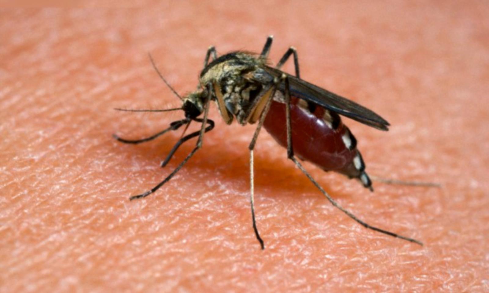 Da domani la disinfestazione