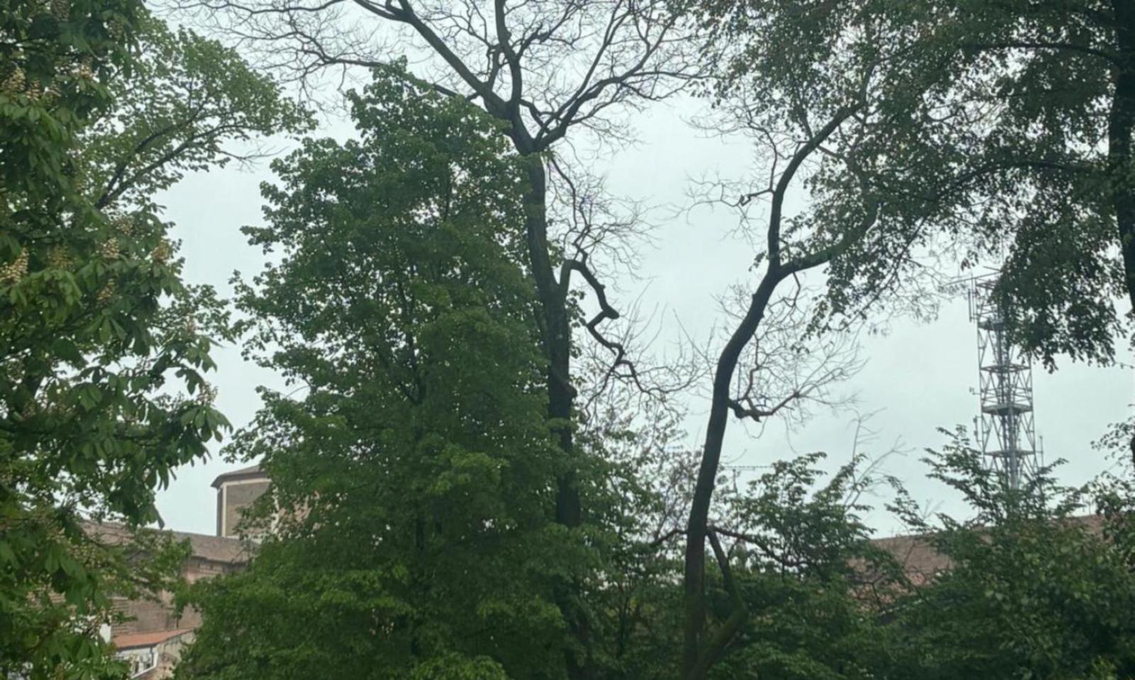 Dopo i controlli due alberi morti