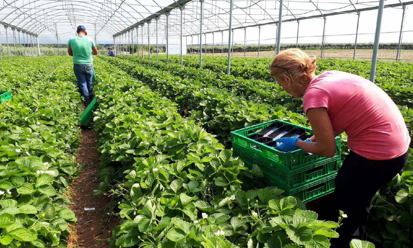 A sostegno dell&rsquo;agricoltura locale