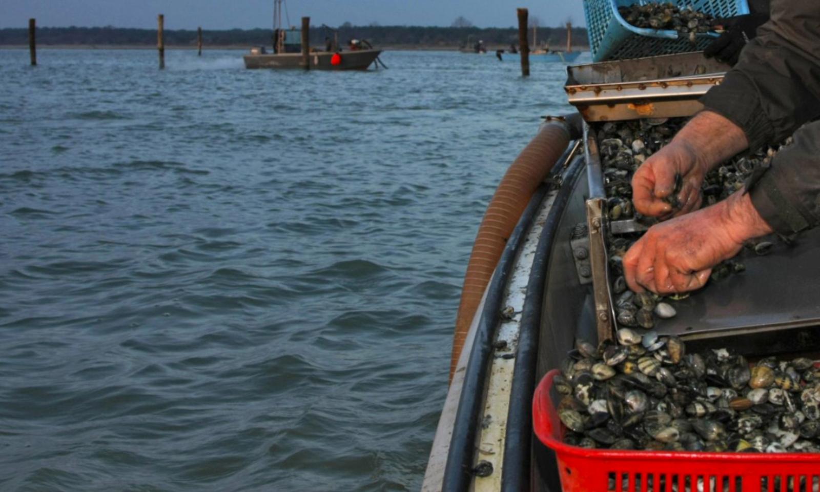 Molluschi senza documenti: multa