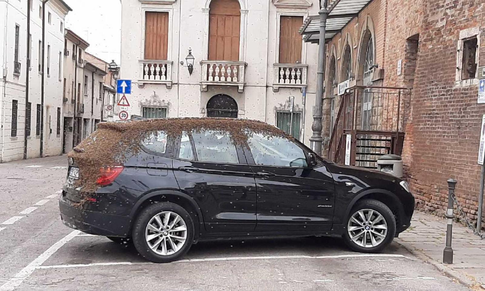 Uno sciame d&rsquo;ami ricopre un&rsquo;auto