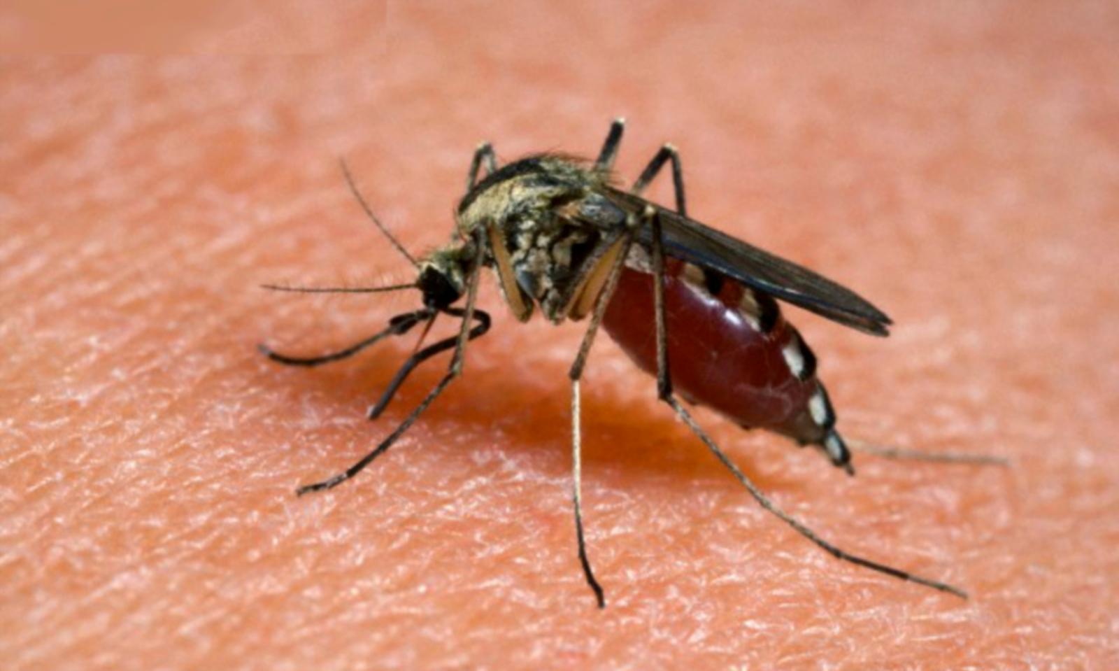 22mila euro per la lotta alle zanzare