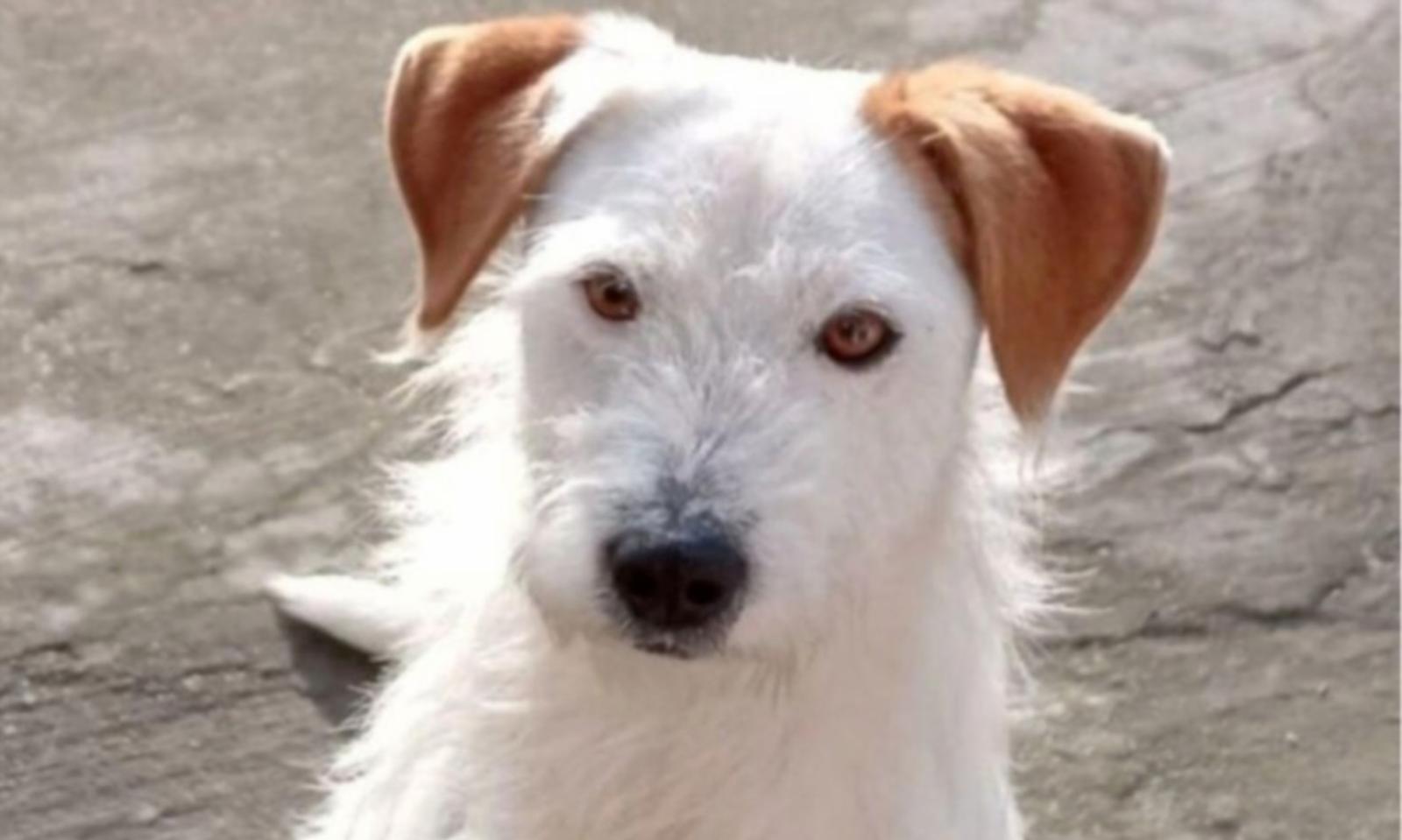 Aron &egrave; sparito, l&rsquo;appello della padrona: &ldquo;Aiutatemi&rdquo;