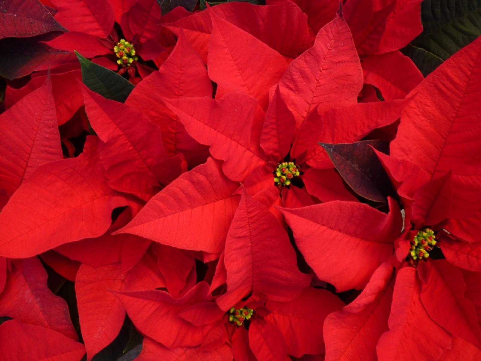 Ail Rovigo sempre presente nelle piazze del polesine con le &ldquo;Stelle di Natale 2020&rdquo;