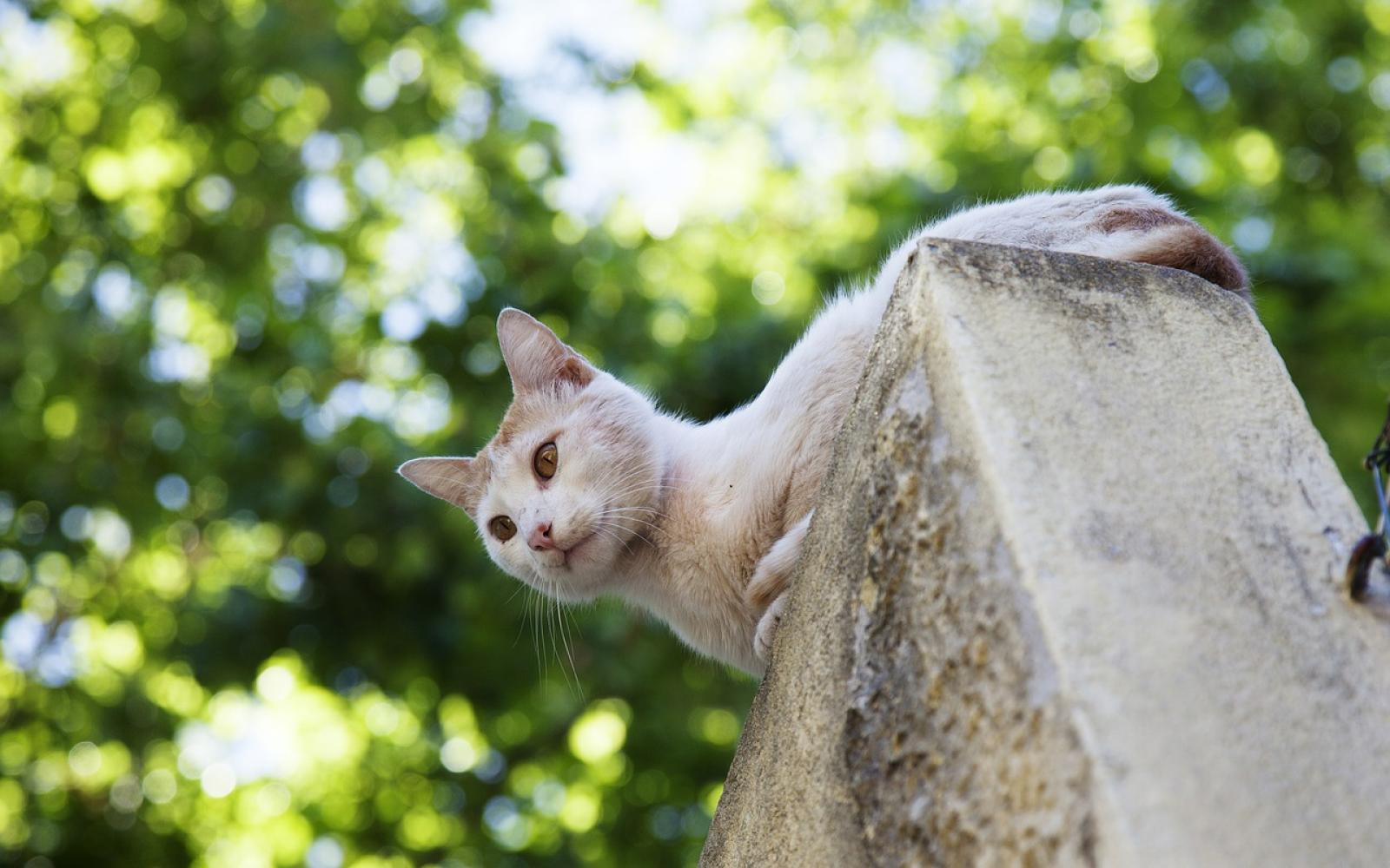 L'Oasi dei gatti cerca un gestore
