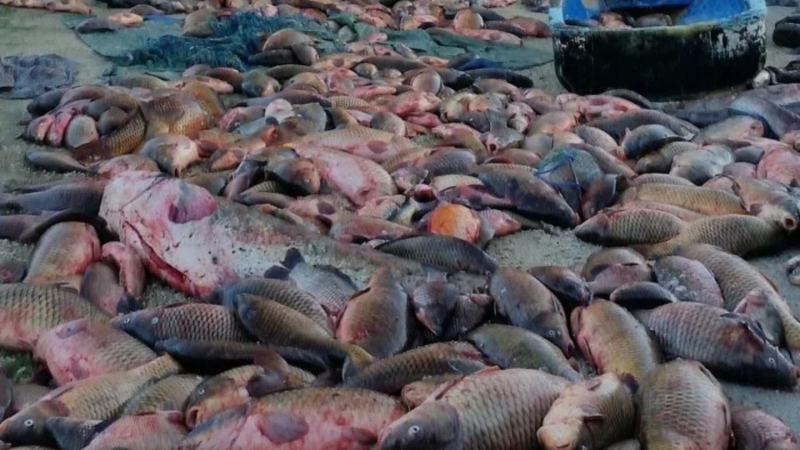 Strage di pesce e commercio non sicuro per la salute: banda sgominata
