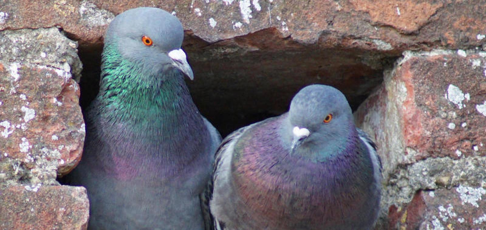 Arrivano i dissuasori elettronici contro i piccioni