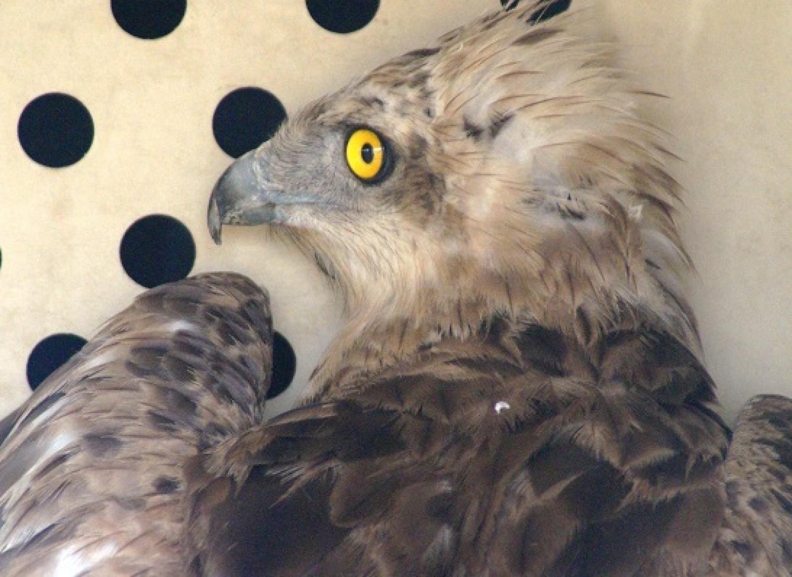 Il sindaco lancia una campagna a sostegno del Cras