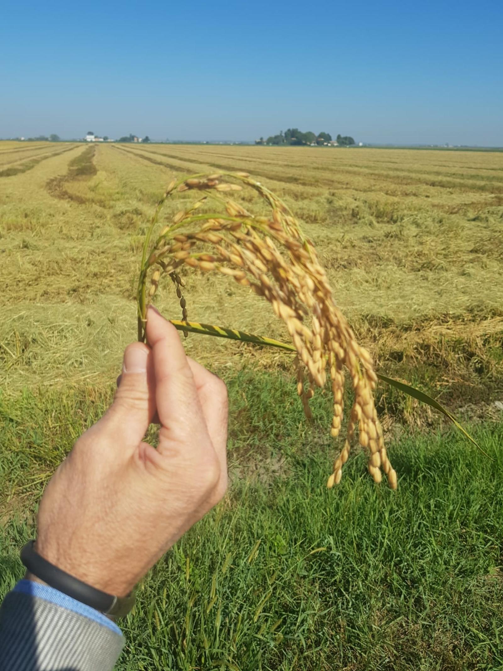 tour consorzio del riso delta del po igp (10)