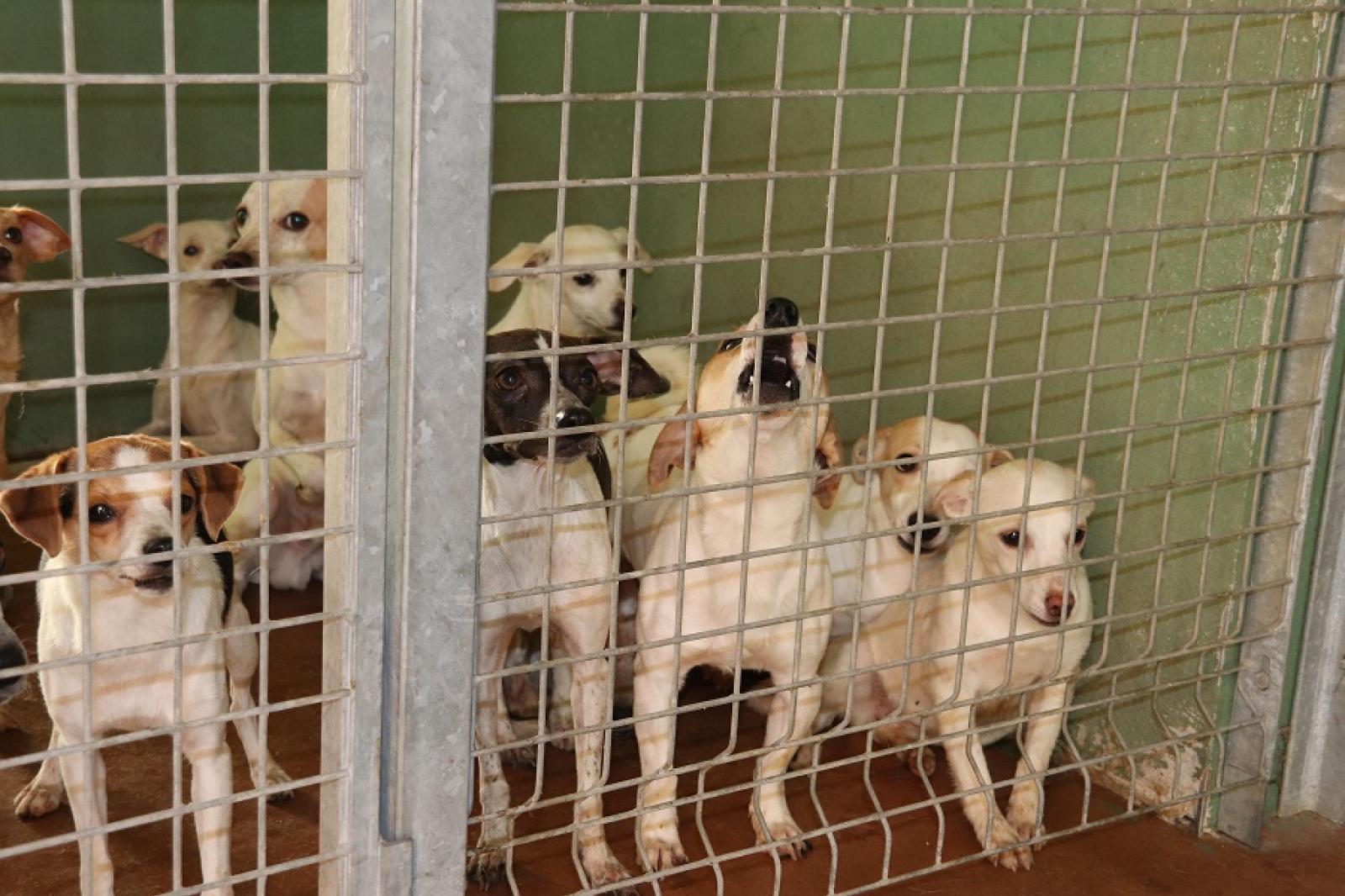 Scoperto un canile degli orrori 