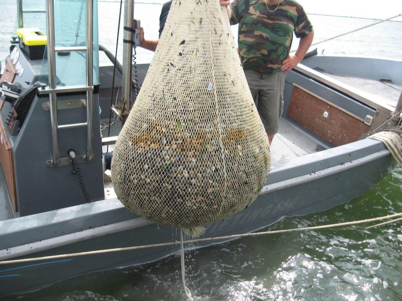 Progetto Sosiaq, nuovi metodi per la valorizzare la molluschicoltura