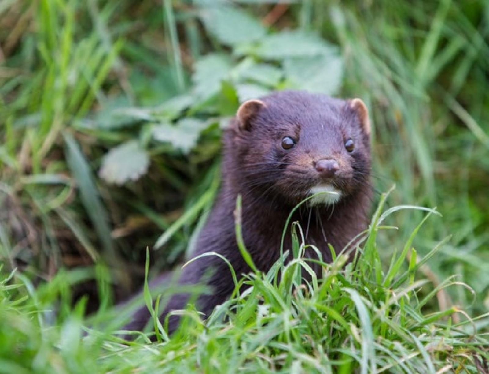 Nuovo allarme visoni e covid a Villadose