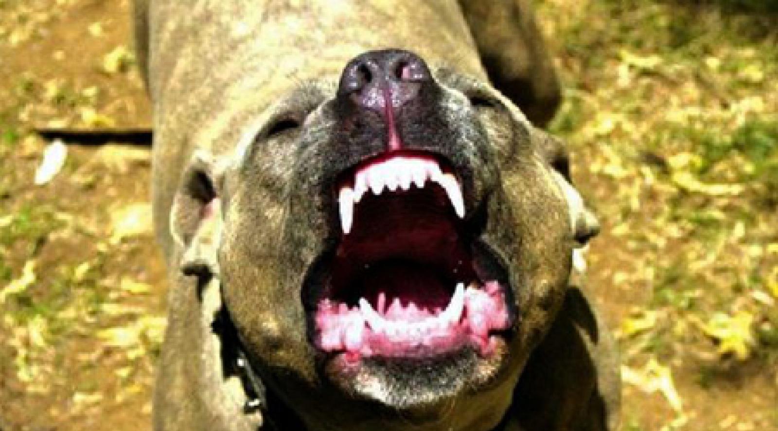 Sbranata dai suoi cani: perde le braccia, ma ce la far&agrave;