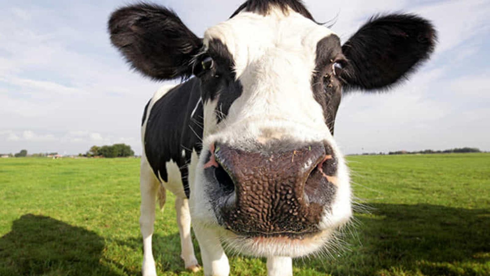 Veterinaria 25enne uccisa dalla mucca