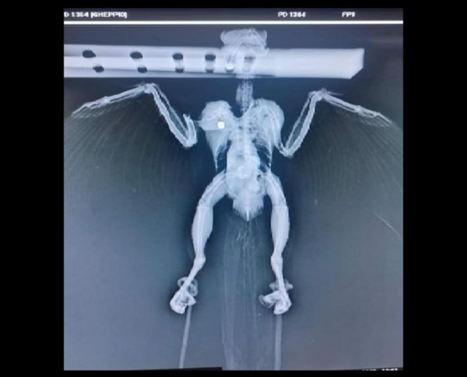 Rapace preso a fucilate per divertimento