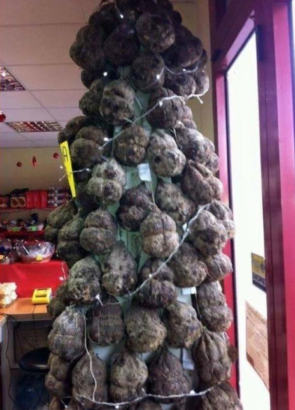 albero salama