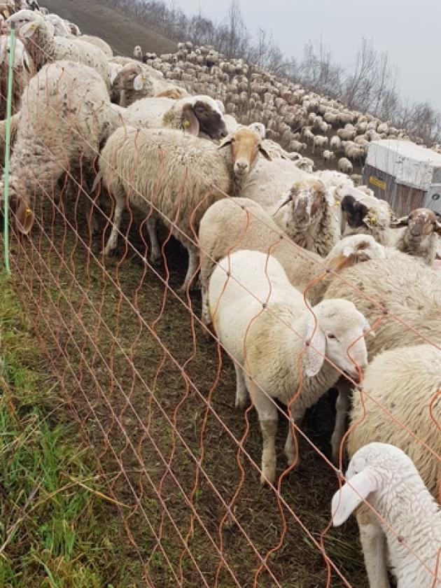 Transumanza sul Po Ficarolo (1)
