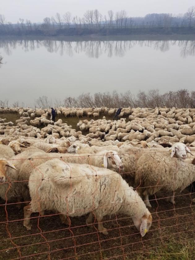 Transumanza sul Po Ficarolo (3)