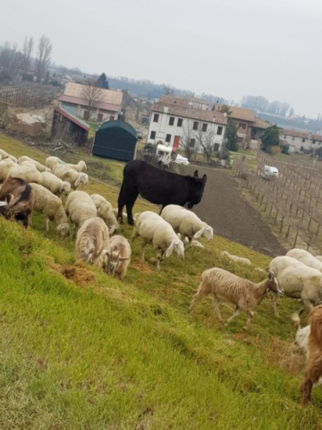 Transumanza sul Po Ficarolo (7)