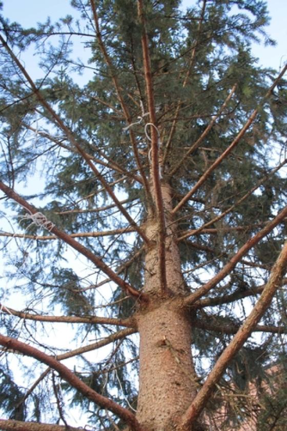 Albero di Natale Piazza 2
