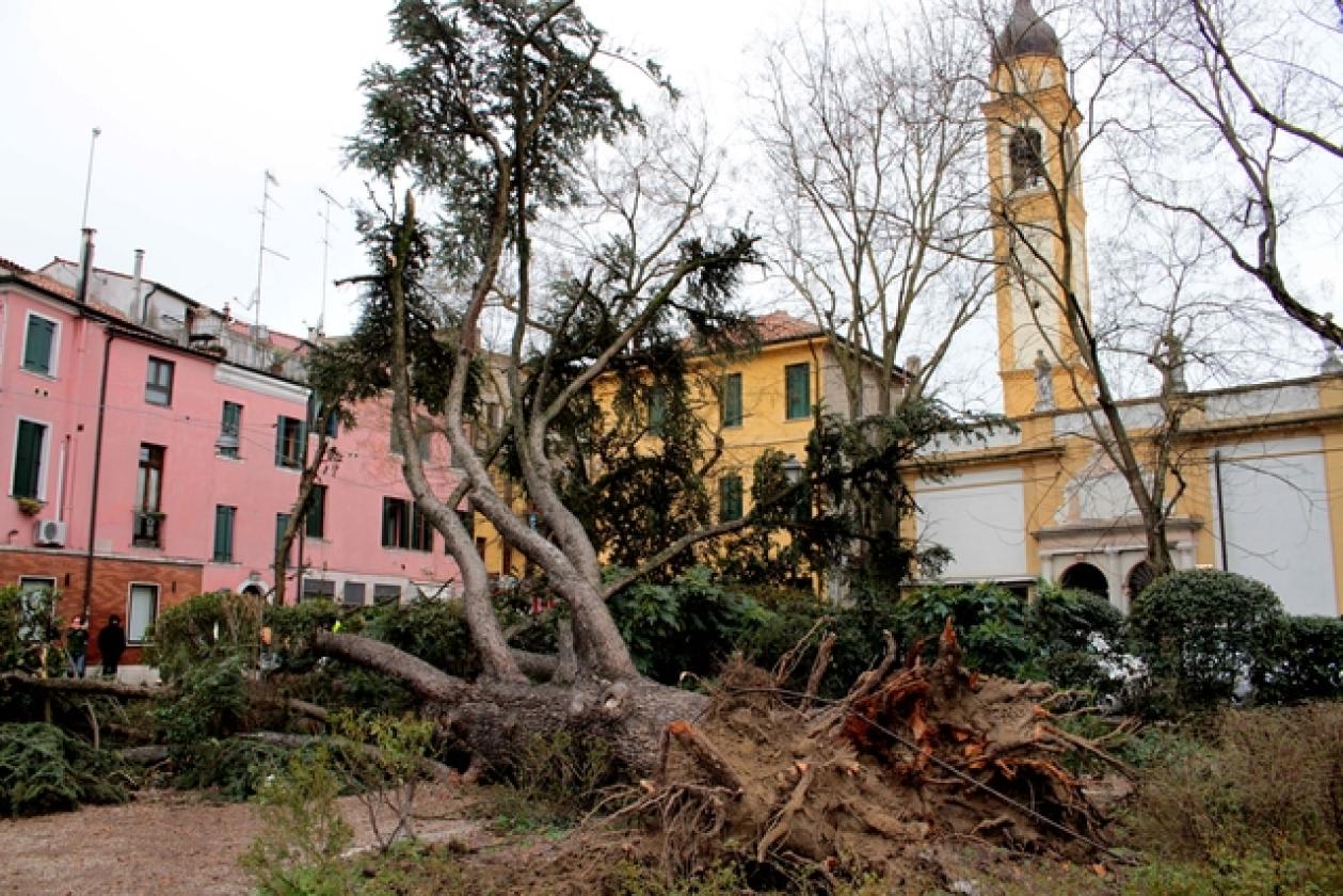 Piazza Roma Vigili del Fuoco Albero 10