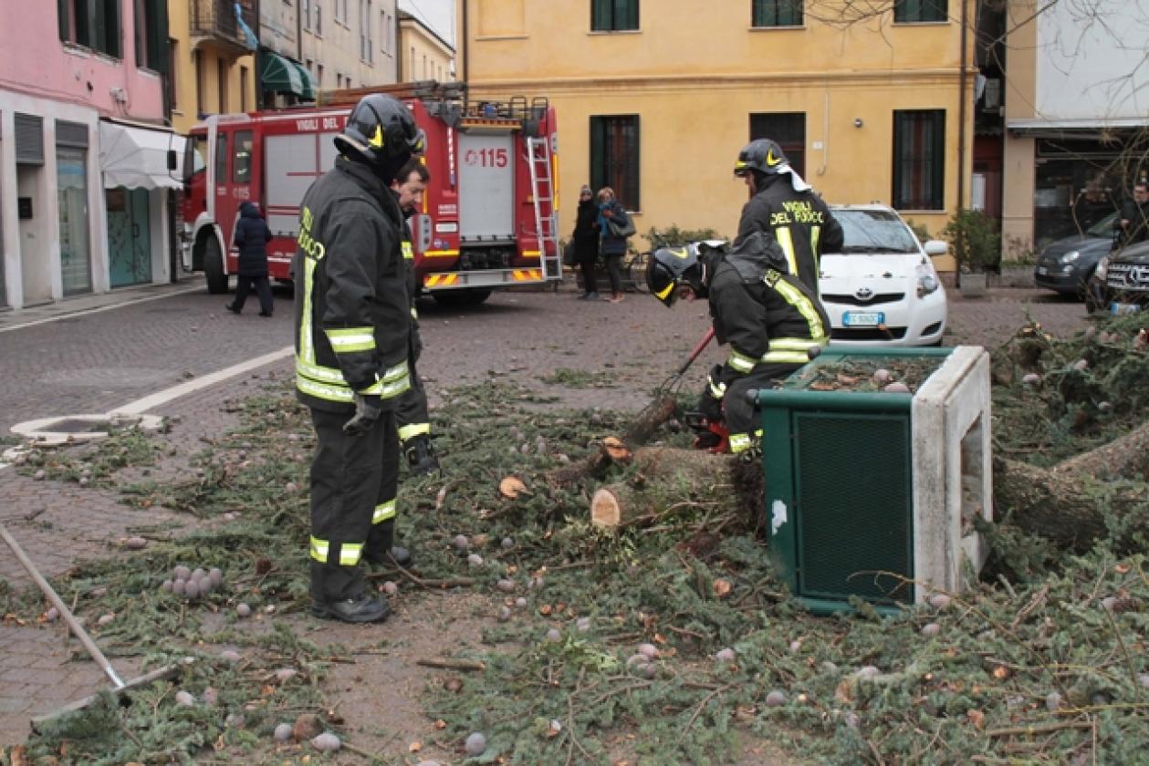 Piazza Roma Vigili del Fuoco Albero 12