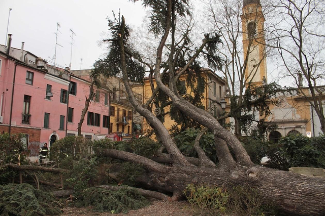 Piazza Roma Vigili del Fuoco Albero 13