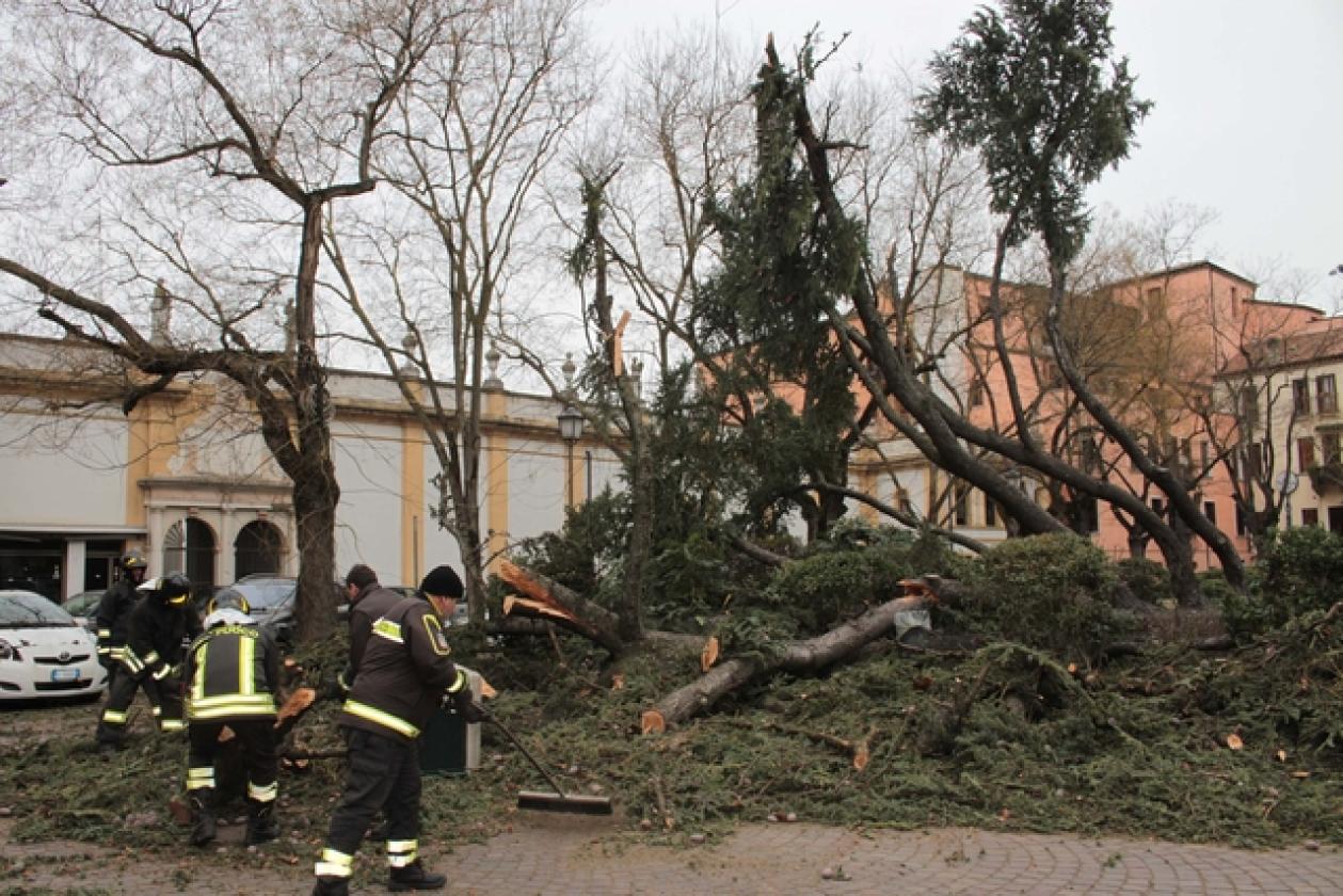 Piazza Roma Vigili del Fuoco Albero 14