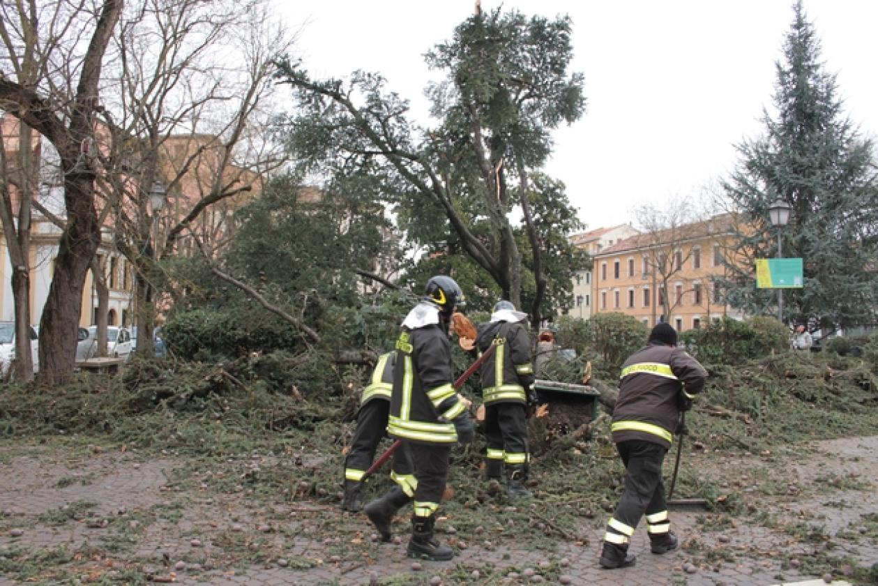 Piazza Roma Vigili del Fuoco Albero 15