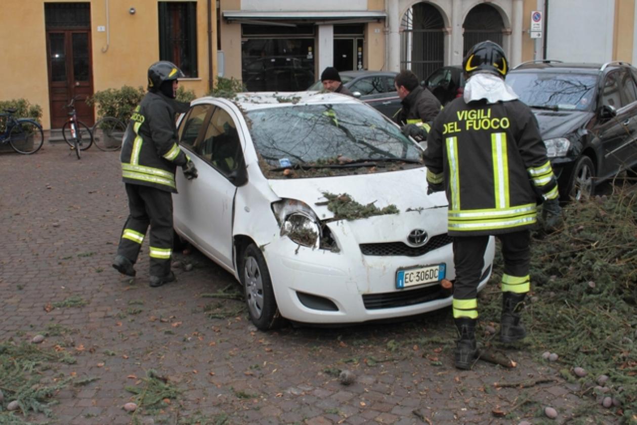 Piazza Roma Vigili del Fuoco Albero 18