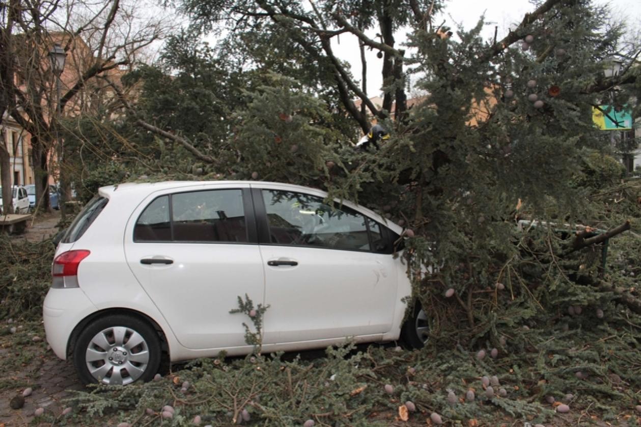 Piazza Roma Vigili del Fuoco Albero 2